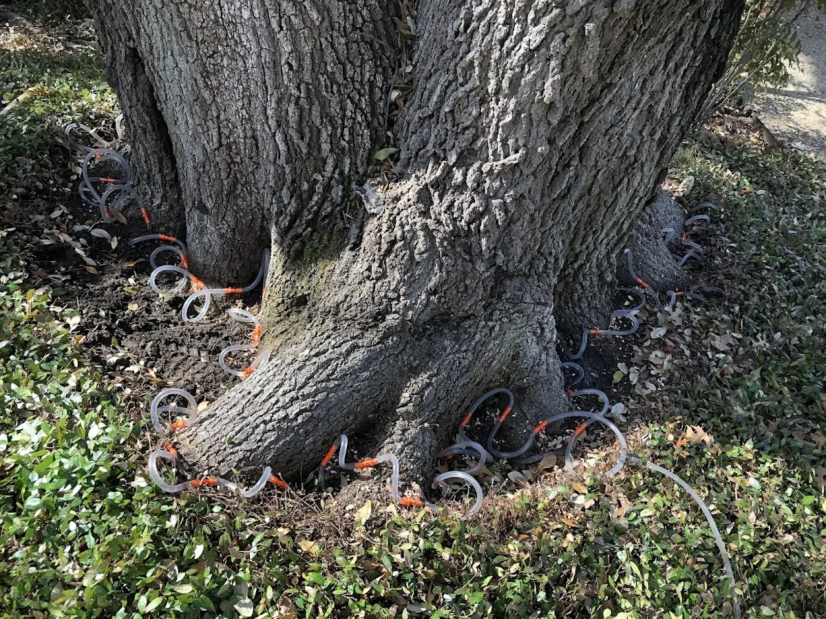 Detailed Tree Cabling and Bracing job site in Kensett