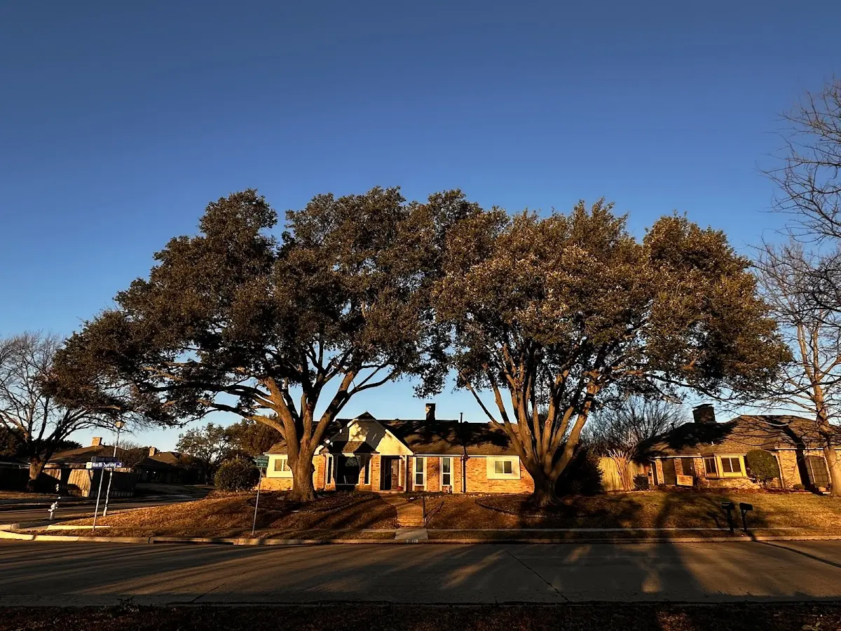 Established residential canopy tree shading a home in Kensett